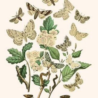 European Butterflies & Moths by William Forsell Kirby