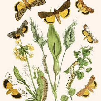 European Butterflies & Moths by William Forsell Kirby