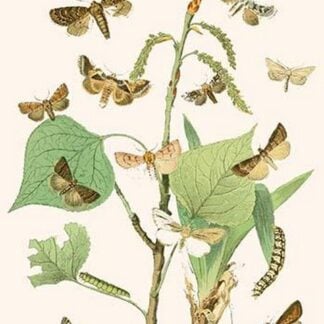 European Butterflies & Moths by William Forsell Kirby