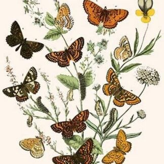 European Butterflies & Moths by William Forsell Kirby
