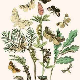 European Butterflies & Moths by William Forsell Kirby