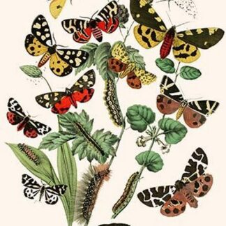 European Butterflies & Moths by William Forsell Kirby