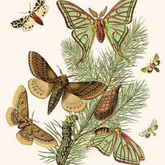 European Butterflies & Moths by William Forsell Kirby
