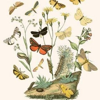 European Butterflies & Moths by William Forsell Kirby