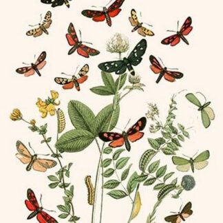 European Butterflies & Moths by William Forsell Kirby