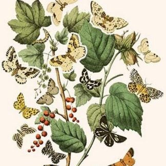 European Butterflies & Moths by William Forsell Kirby