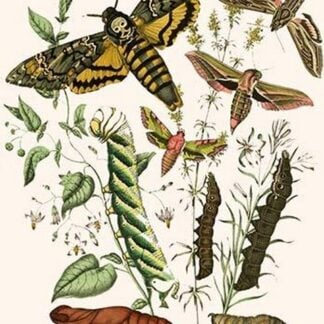 European Butterflies & Moths by William Forsell Kirby