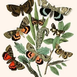European Butterflies & Moths by William Forsell Kirby