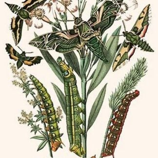 European Butterflies & Moths by William Forsell Kirby