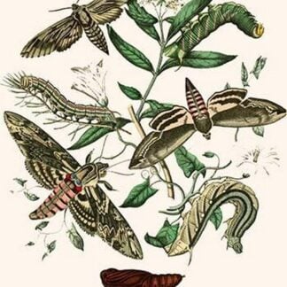 European Butterflies & Moths by William Forsell Kirby