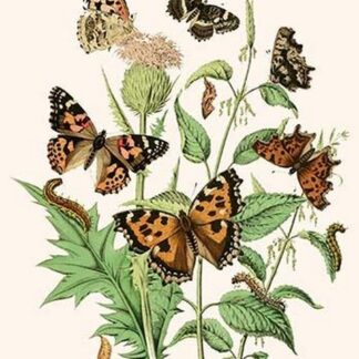 European Butterflies & Moths by William Forsell Kirby