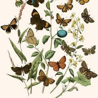 European Butterflies & Moths by William Forsell Kirby
