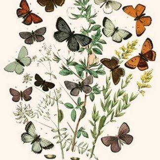 European Butterflies & Moths by William Forsell Kirby