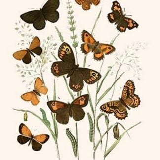 European Butterflies & Moths by William Forsell Kirby