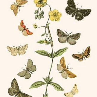 European Butterflies & Moths by William Forsell Kirby