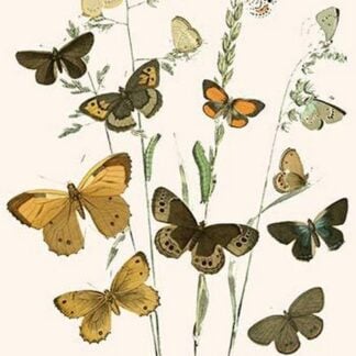 European Butterflies & Moths by William Forsell Kirby