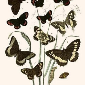 European Butterflies & Moths by William Forsell Kirby