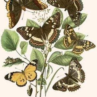 European Butterflies & Moths by William Forsell Kirby