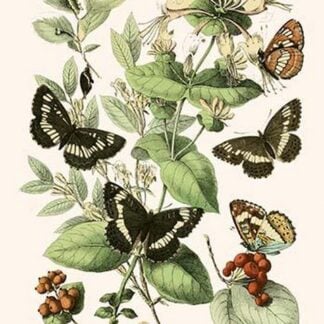 European Butterflies & Moths by William Forsell Kirby