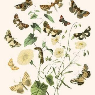 European Butterflies & Moths by William Forsell Kirby