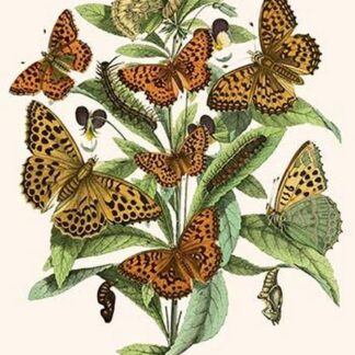 European Butterflies & Moths by William Forsell Kirby