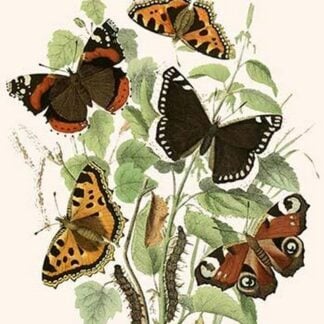 European Butterflies & Moths by William Forsell Kirby