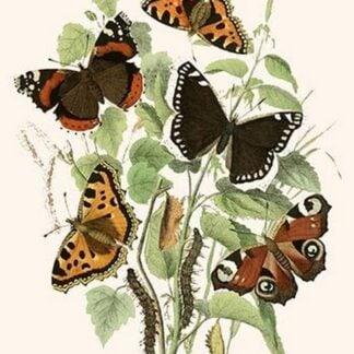 European Butterflies & Moths by William Forsell Kirby