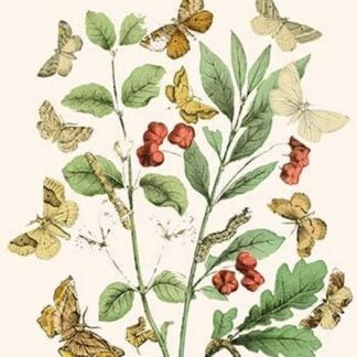 European Butterflies & Moths by William Forsell Kirby