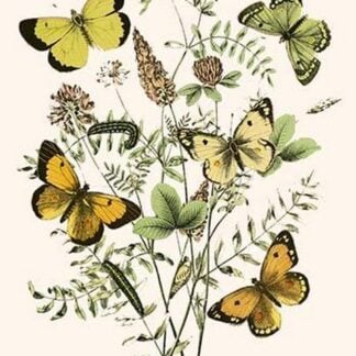European Butterflies & Moths by William Forsell Kirby