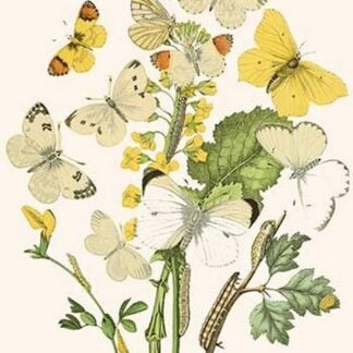 European Butterflies & Moths by William Forsell Kirby