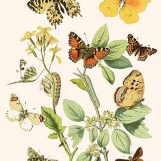 European Butterflies & Moths by William Forsell Kirby