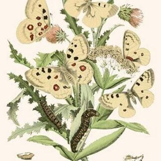 European Butterflies & Moths by William Forsell Kirby