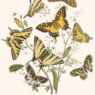 European Butterflies & Moths by William Forsell Kirby