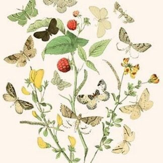 European Butterflies & Moths by William Forsell Kirby