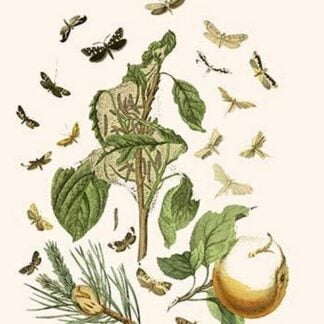 European Butterflies & Moths by William Forsell Kirby