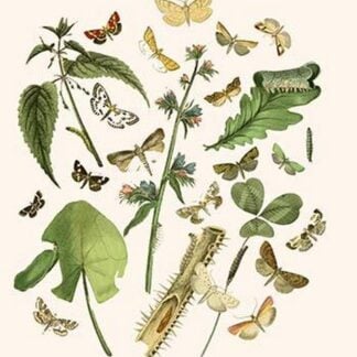 European Butterflies & Moths by William Forsell Kirby