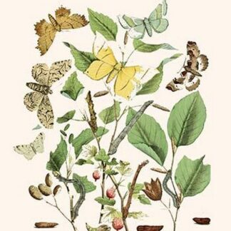 European Butterflies & Moths by William Forsell Kirby