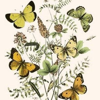 European Butterflies & Moths by William Forsell Kirby