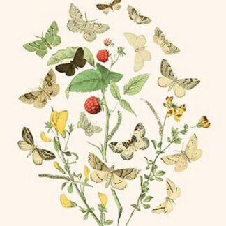 European Butterflies & Moths by William Forsell Kirby