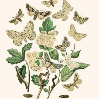 European Butterflies & Moths by William Forsell Kirby