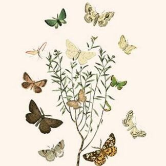 European Butterflies & Moths by William Forsell Kirby