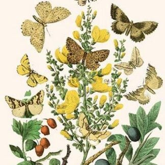 European Butterflies & Moths by William Forsell Kirby