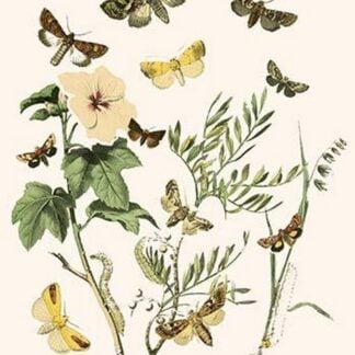 European Butterflies & Moths by William Forsell Kirby
