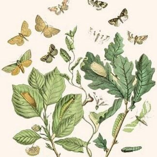 European Butterflies & Moths by William Forsell Kirby