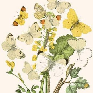 European Butterflies & Moths by William Forsell Kirby