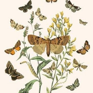 European Butterflies & Moths by William Forsell Kirby