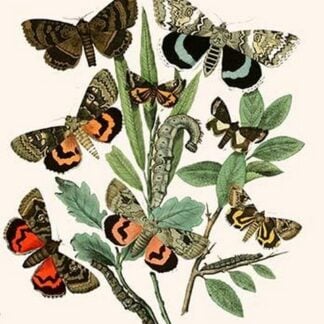 European Butterflies & Moths by William Forsell Kirby