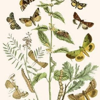 European Butterflies & Moths by William Forsell Kirby