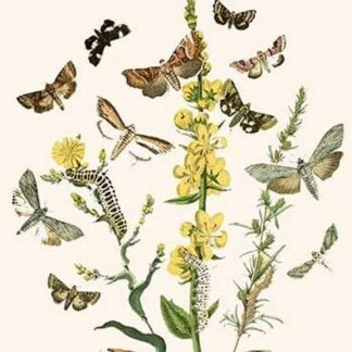 European Butterflies & Moths by William Forsell Kirby
