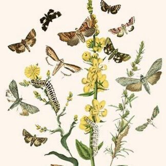 European Butterflies & Moths by William Forsell Kirby